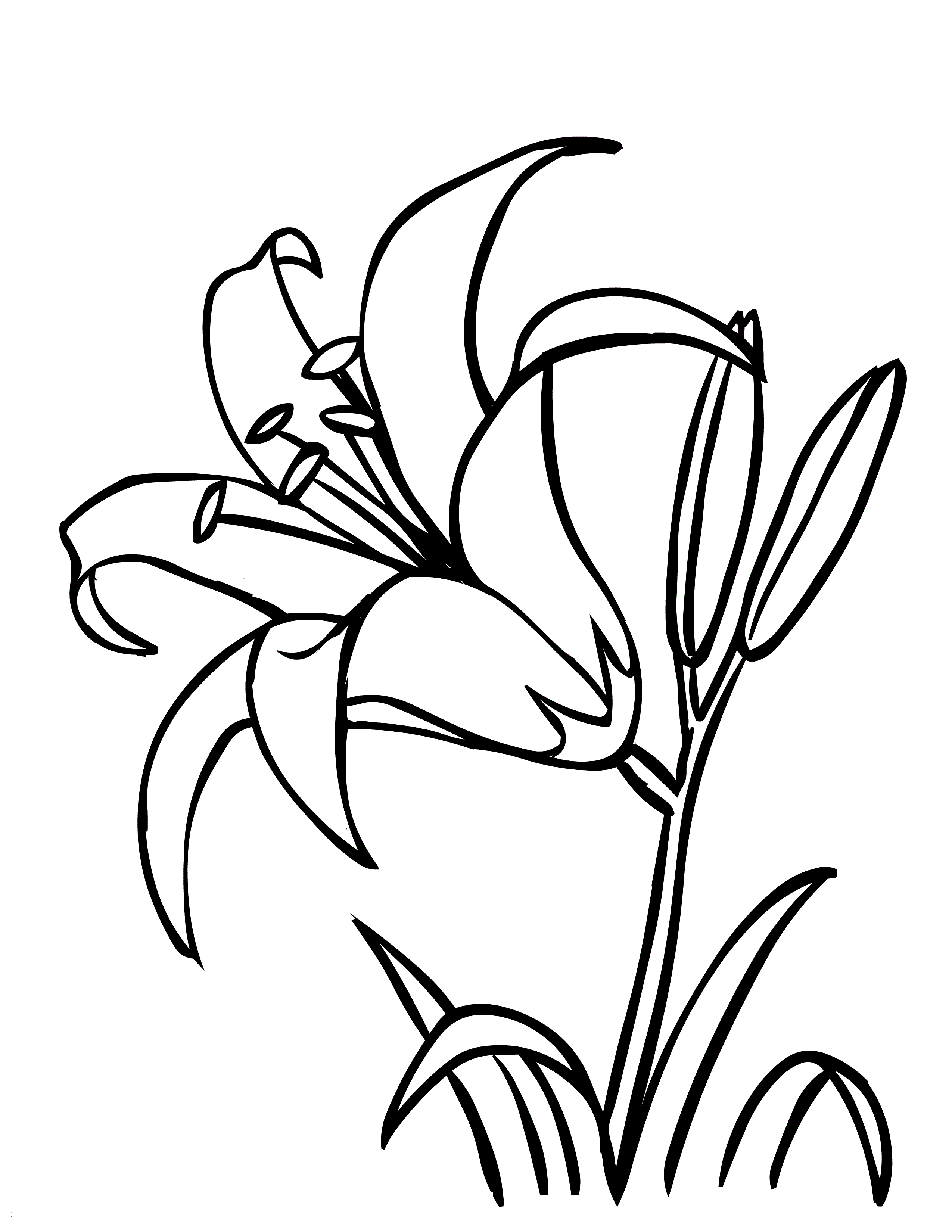 flower coloring pages jasmine flower