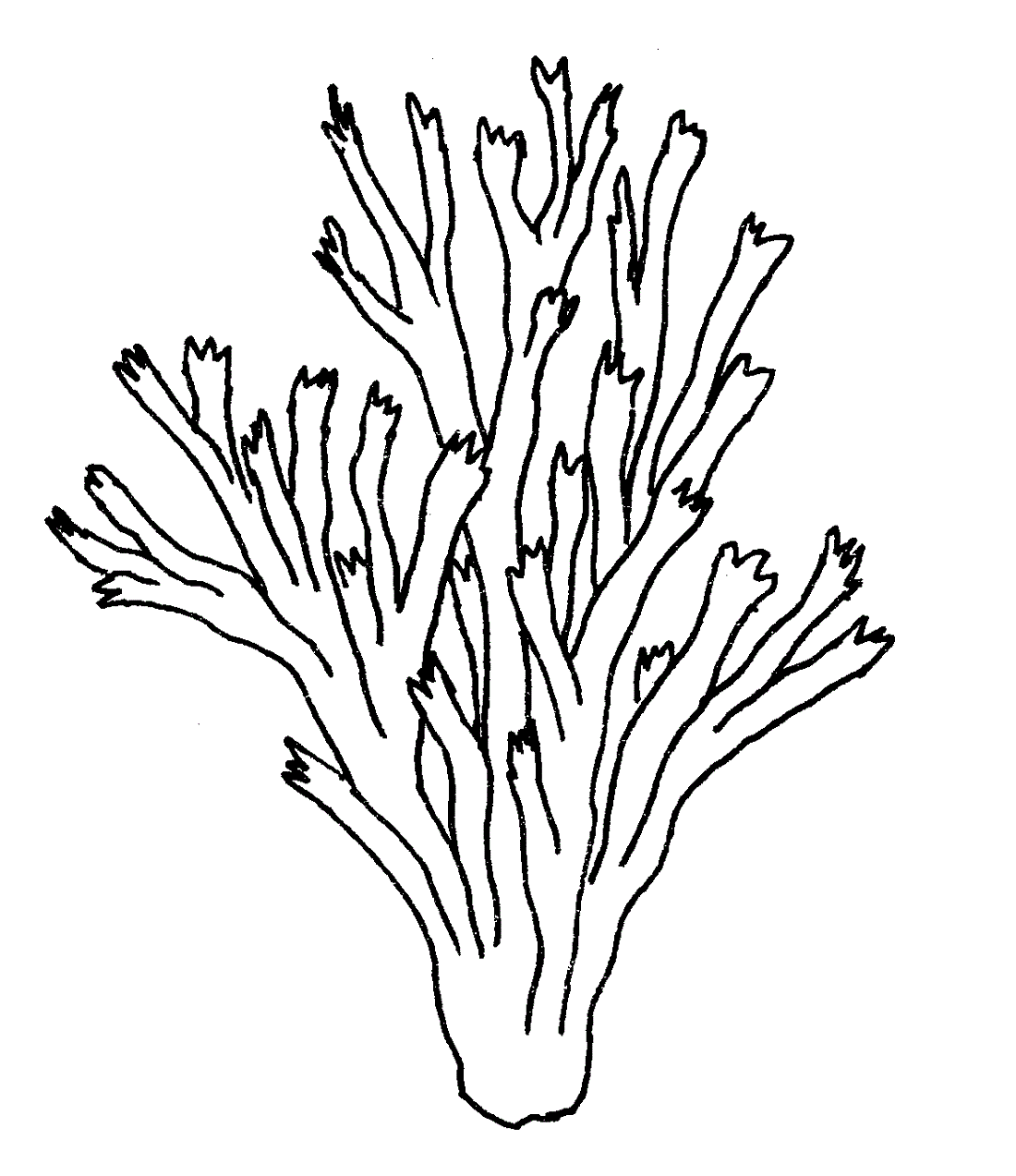 Seaweed coloring pages four
