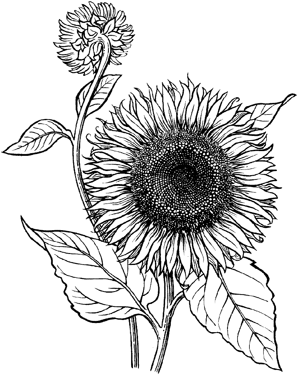 sunflower coloring page 4