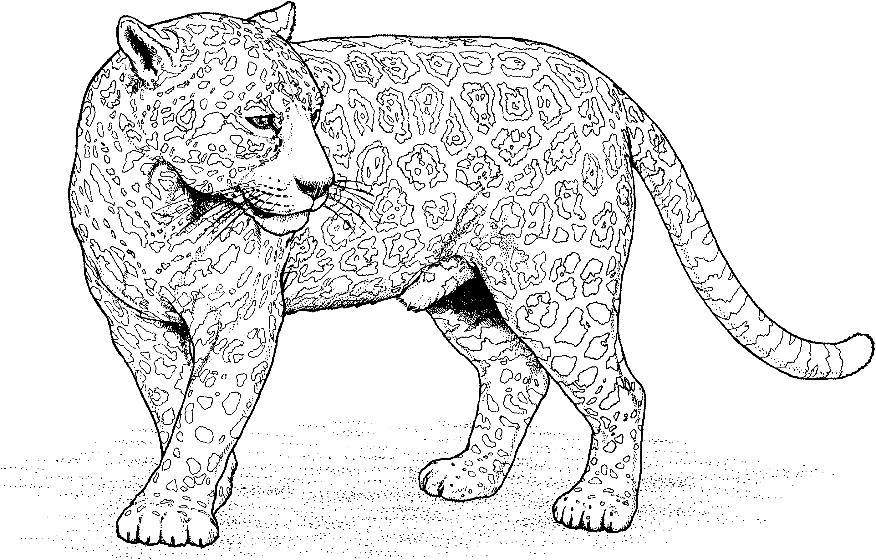 Jaguar coloring pages five