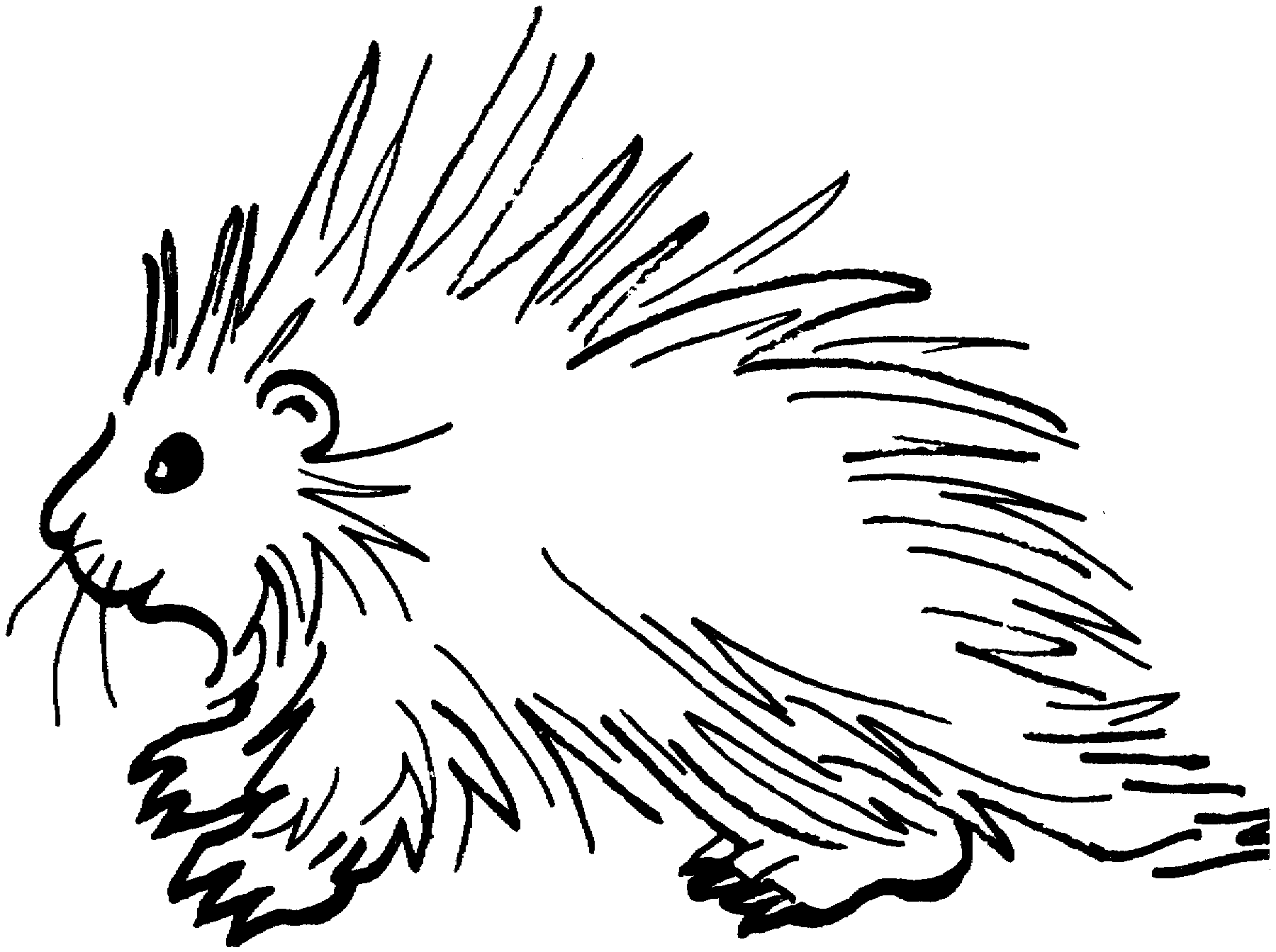 porcupine coloring pages 1