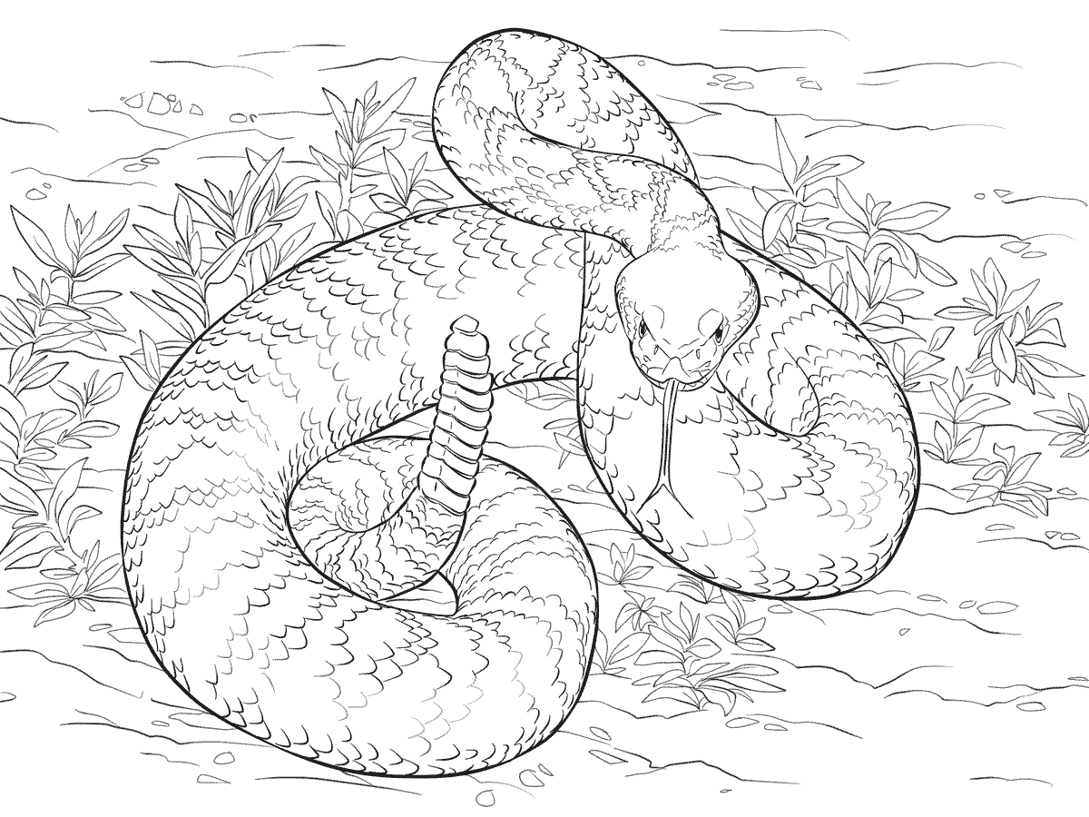 rattlesnake coloring page 3