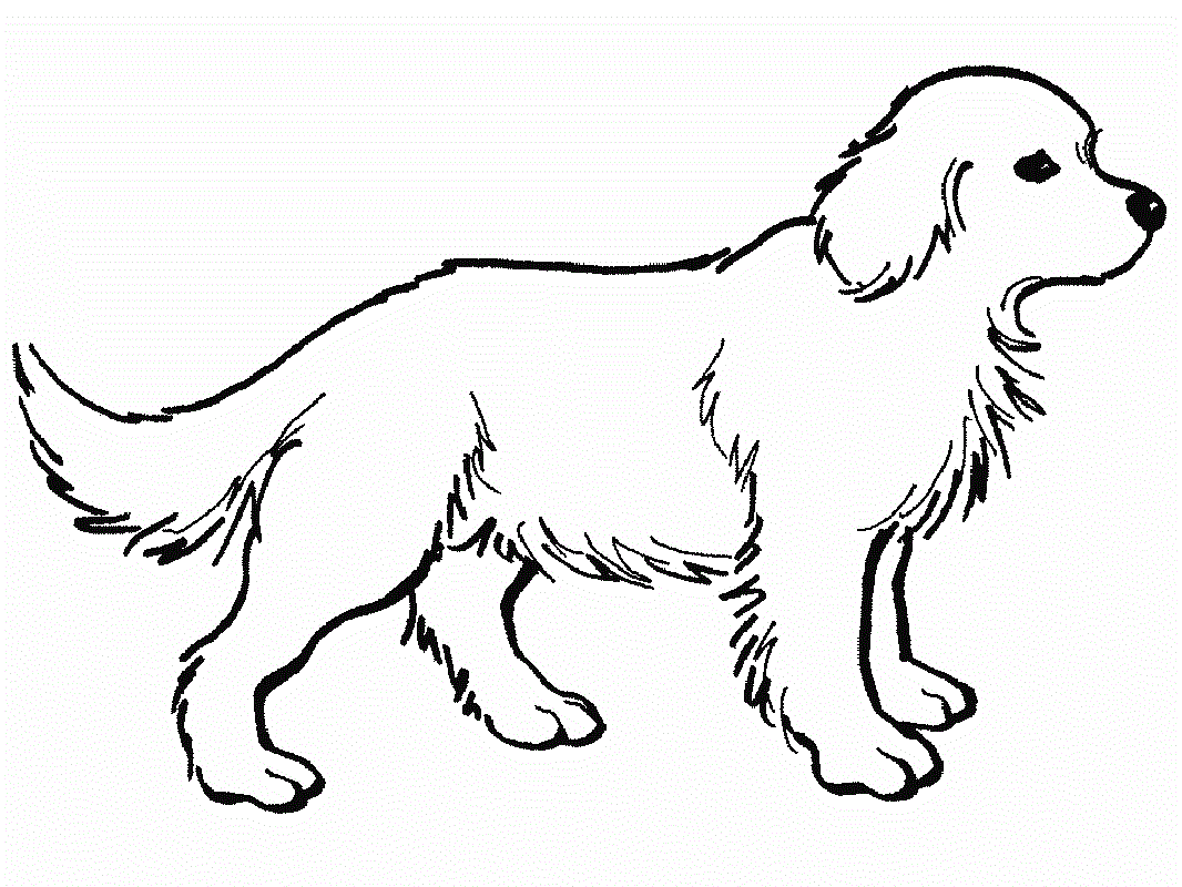 golden retriever coloring page 1