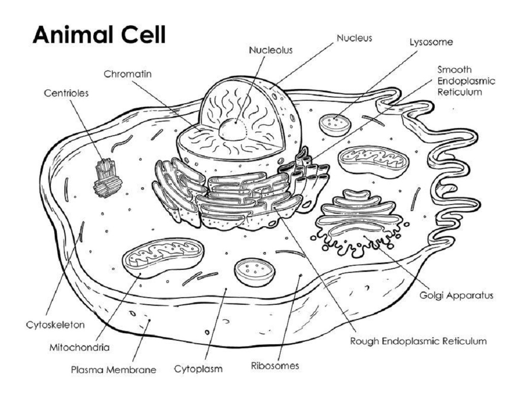 animal cell coloring 1