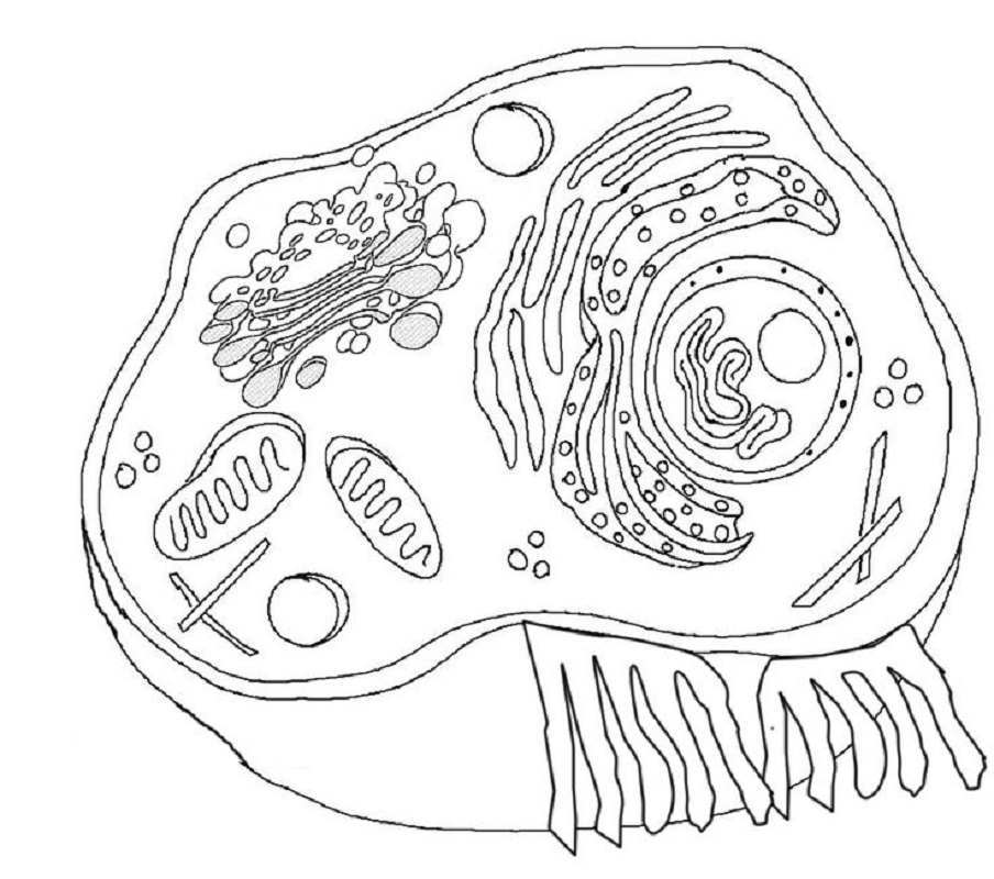 animal cell coloring 3