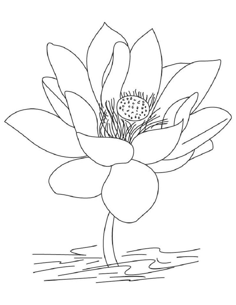lotus flower coloring page 2