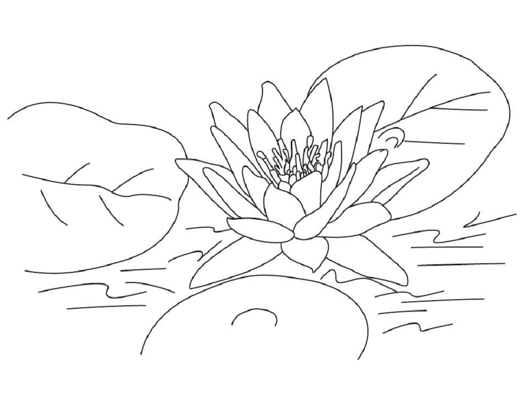 lotus flower coloring page 4