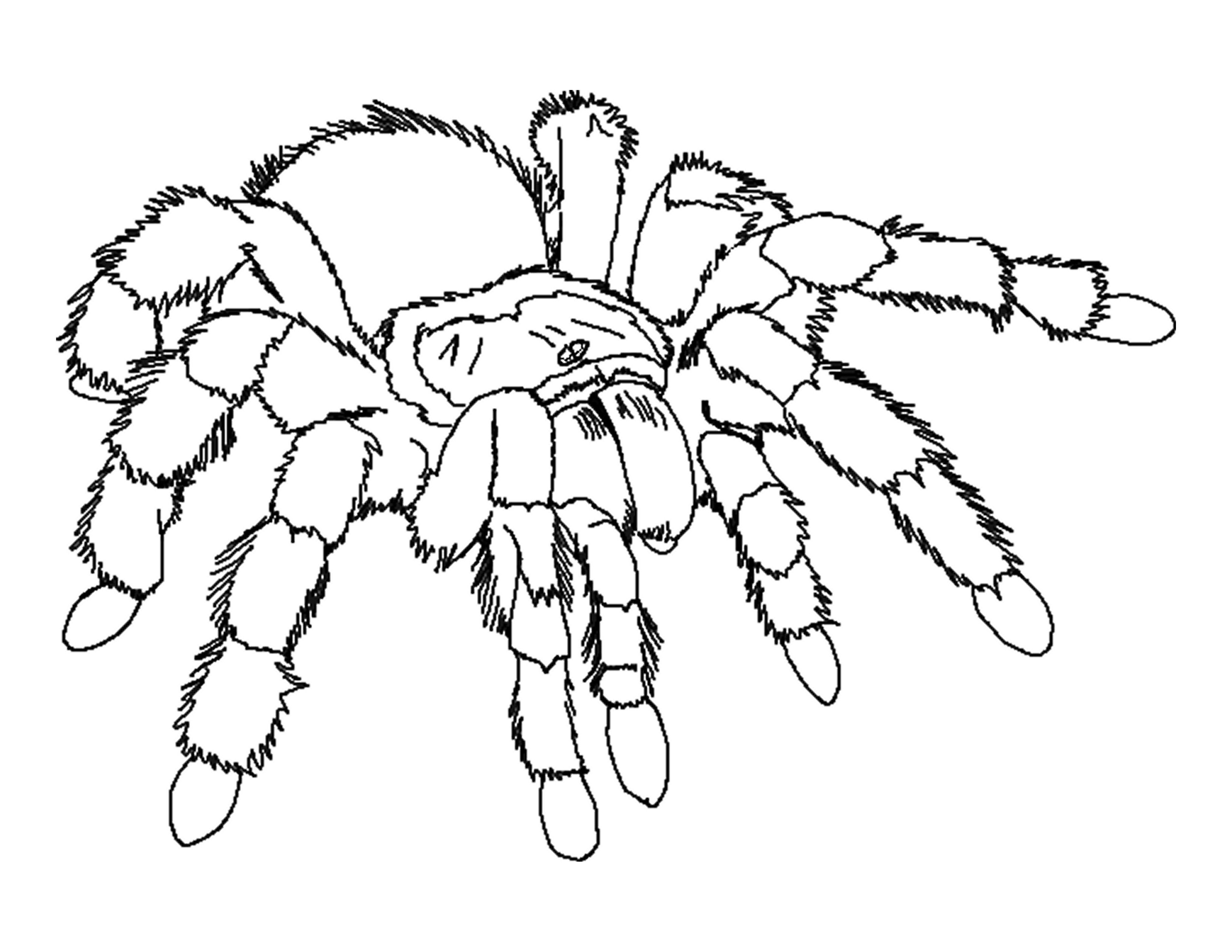 spider coloring pages one
