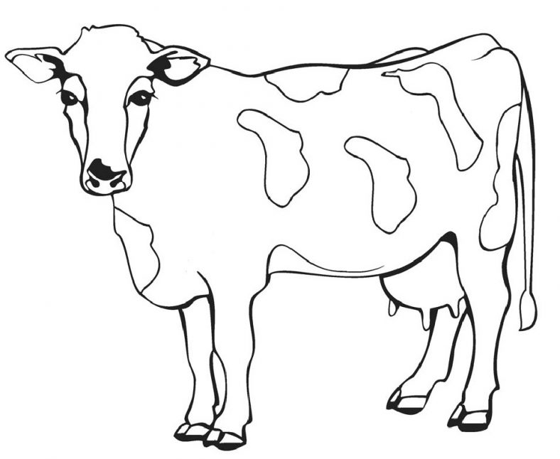 Cow Coloring Pages for A Fast Learning | Educative Printable
